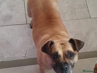 Mixed Breed dogs - Advert 2