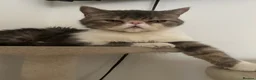 Exotic cats for sale: bella the exotic shorthair - Advert 20