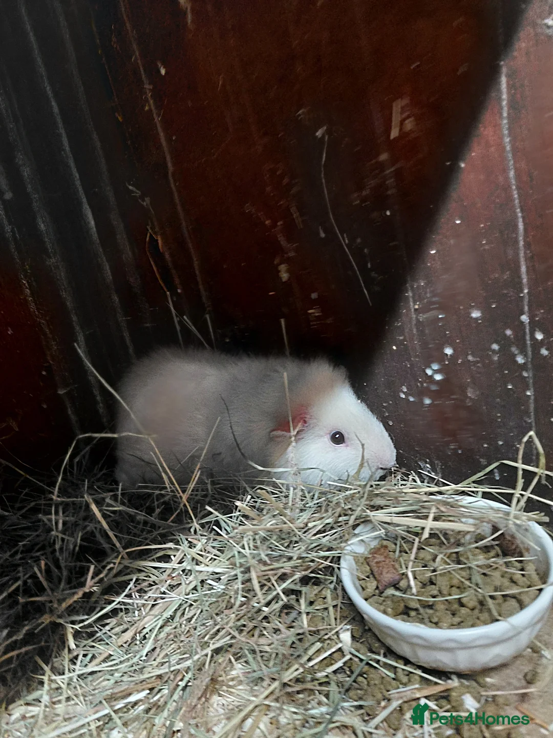 Guinea Pig rodents for sale: Beautiful female pair - Advert 2