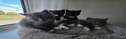 Mixed Breed cats for sale: 5 beutiful half ragdoll cross British shorthair - Advert 10