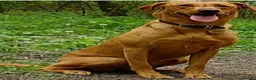 Labrador Retriever dogs for sale: Kc registered fully health tested puppies  in Barnsley - Advert 6
