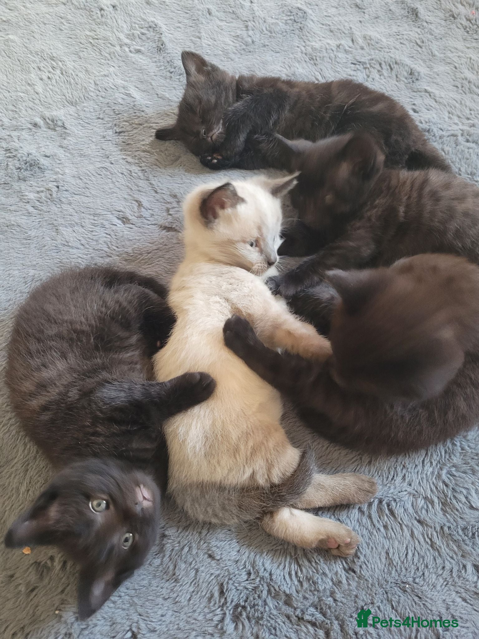 Mixed Breed cats Mixed Breed male and female kittens ready TBH  - Advert 2