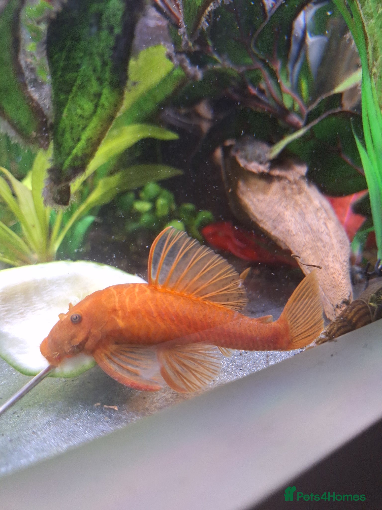 Plecos fish 2 x Super Red Bristlenose Plecos - Advert 2