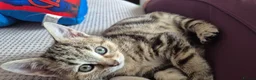 Mixed Breed cats for sale: Last Little Kitten Looking for His Forever Home  - Advert 14