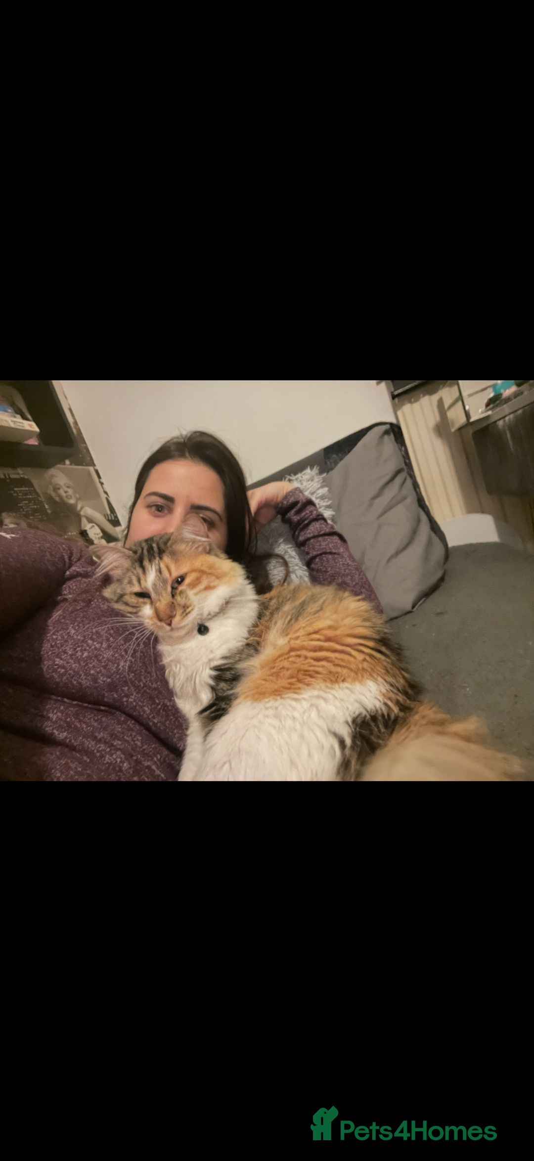 Mixed Breed cats for sale: Boy cat up for adoption - Advert 12