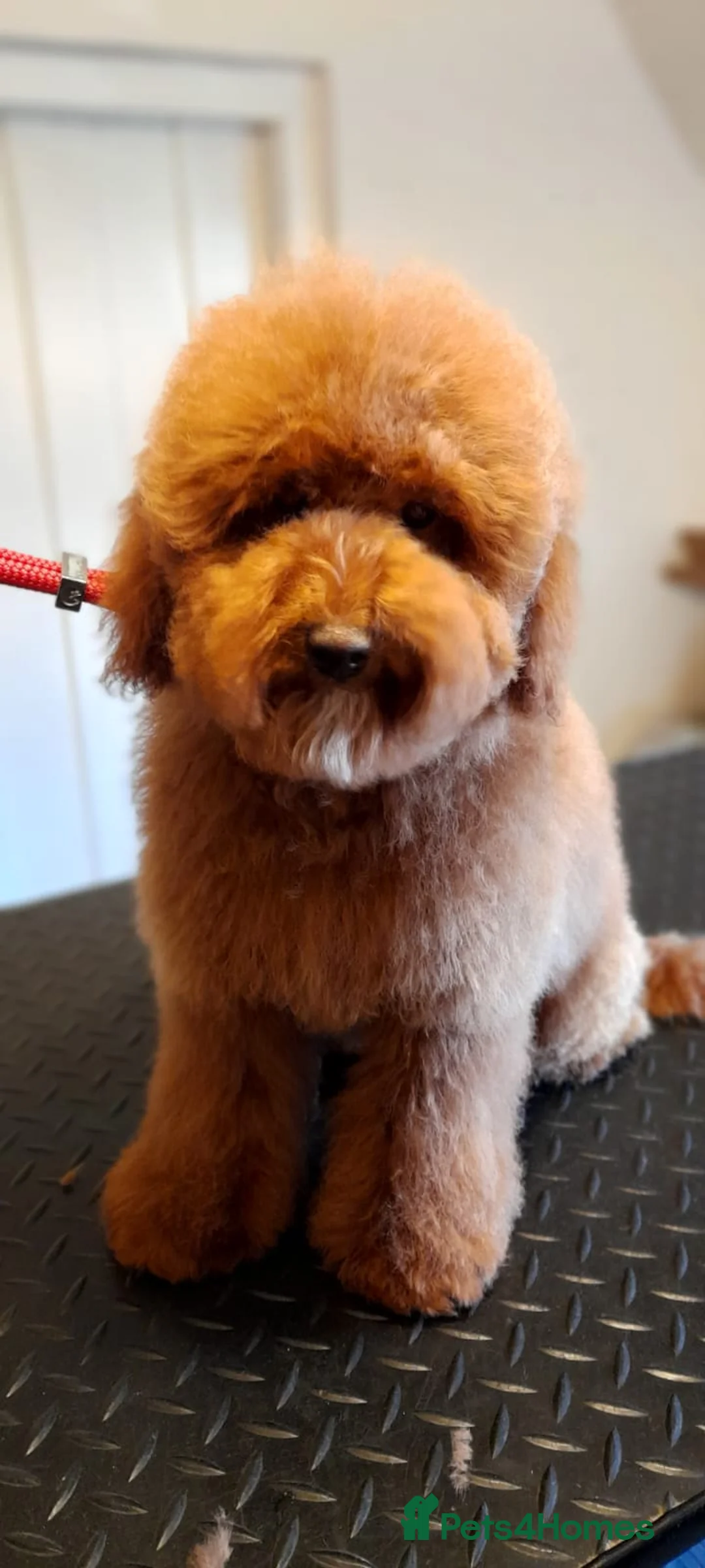 Miniature Poodle dogs for sale:  Pure KC registered miniature poodle puppies - Advert 3