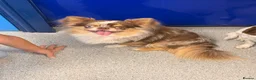 Chihuahua dogs for sale: 💖 Stunning chihuahua puppies 💖 - Advert 3
