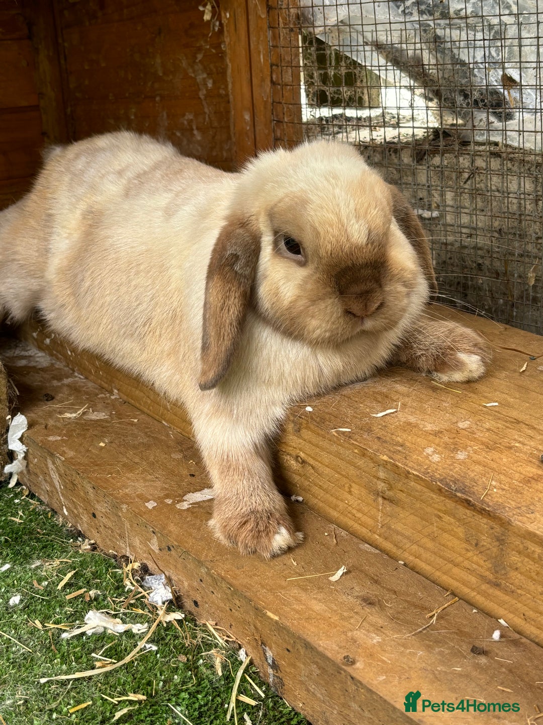 Mini Lop rabbits for sale: Pair of Bunnies - Image 7