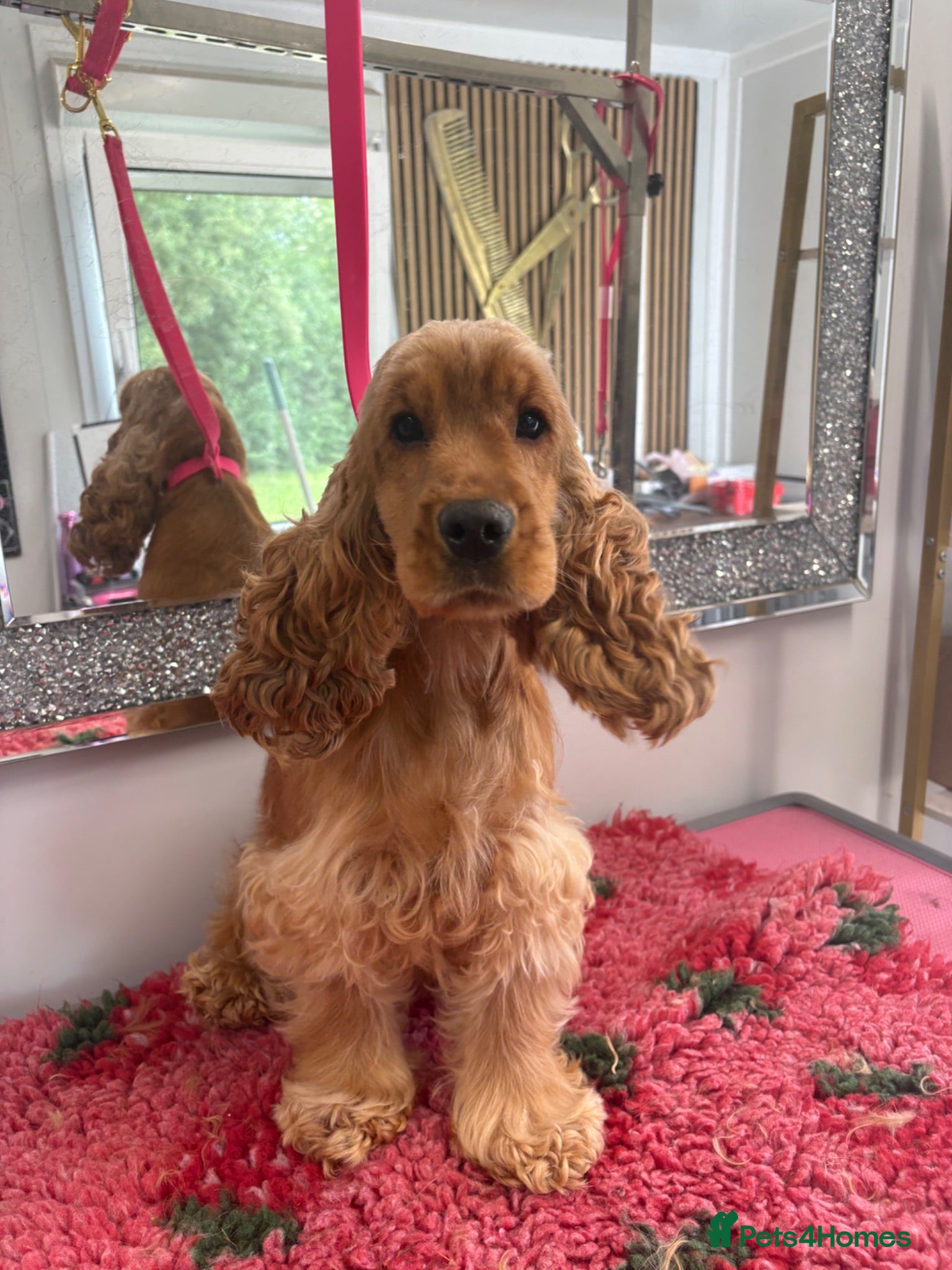Cocker Spaniel dogs Looking for new homes - Advert 18