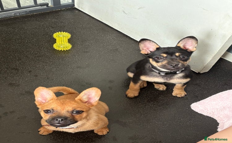 Mixed Breed dogs - Advert 1