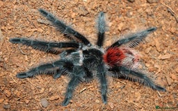 Tarantulas invertebrates for sale: TARANTULAS for SALE!!! - Advert 3