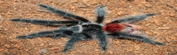 Tarantulas invertebrates for sale: TARANTULAS - Pulchra, Immanis, Iheringi & more... - Advert 5