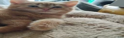 Scottish Fold cats for sale: 3 ginger girls and one boy available    - Advert 29