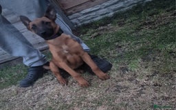 Belgian Shepherd Dog dogs for sale: Belgium malinois puppy  - Image 1