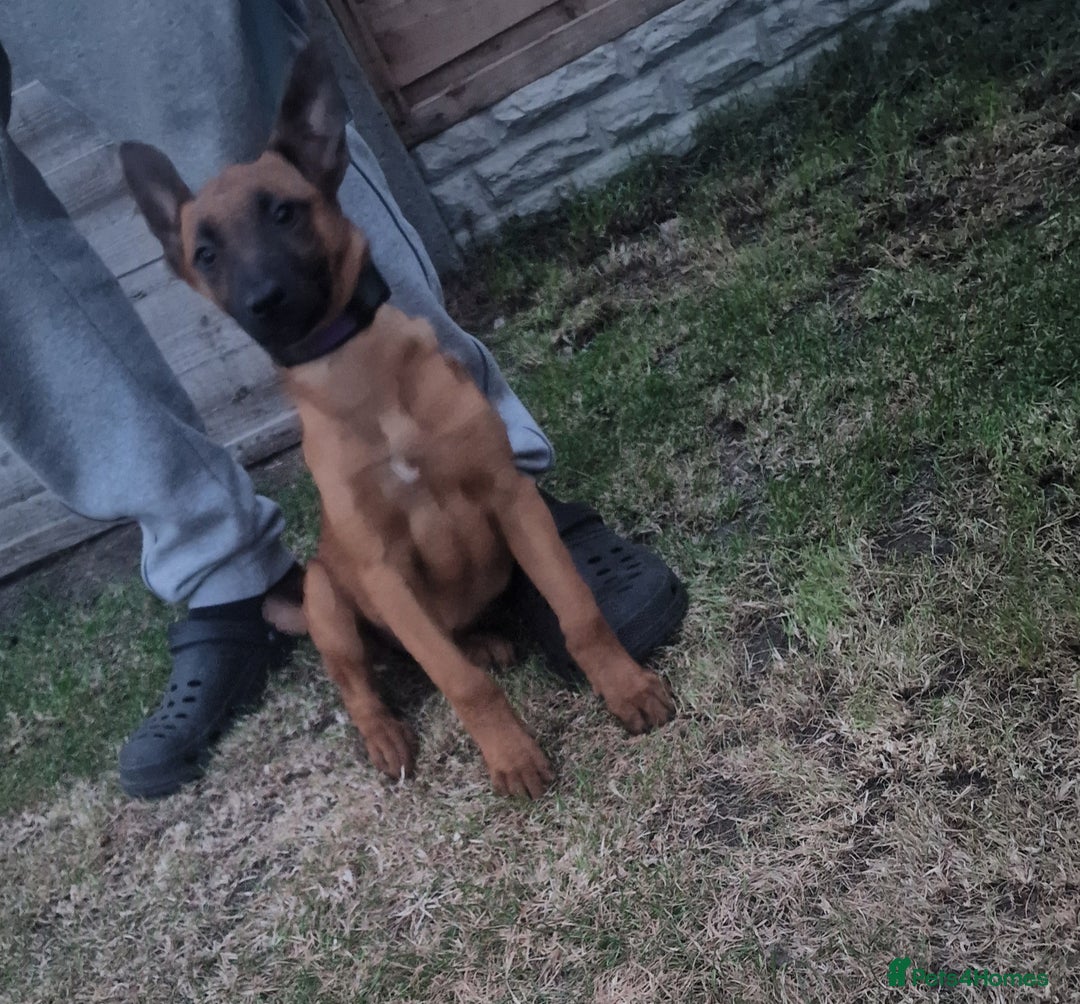 Belgian Shepherd Dog dogs for sale: Belgium malinois puppy  - Image 1