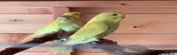 Budgerigars birds for sale: Young budgies - Advert 2