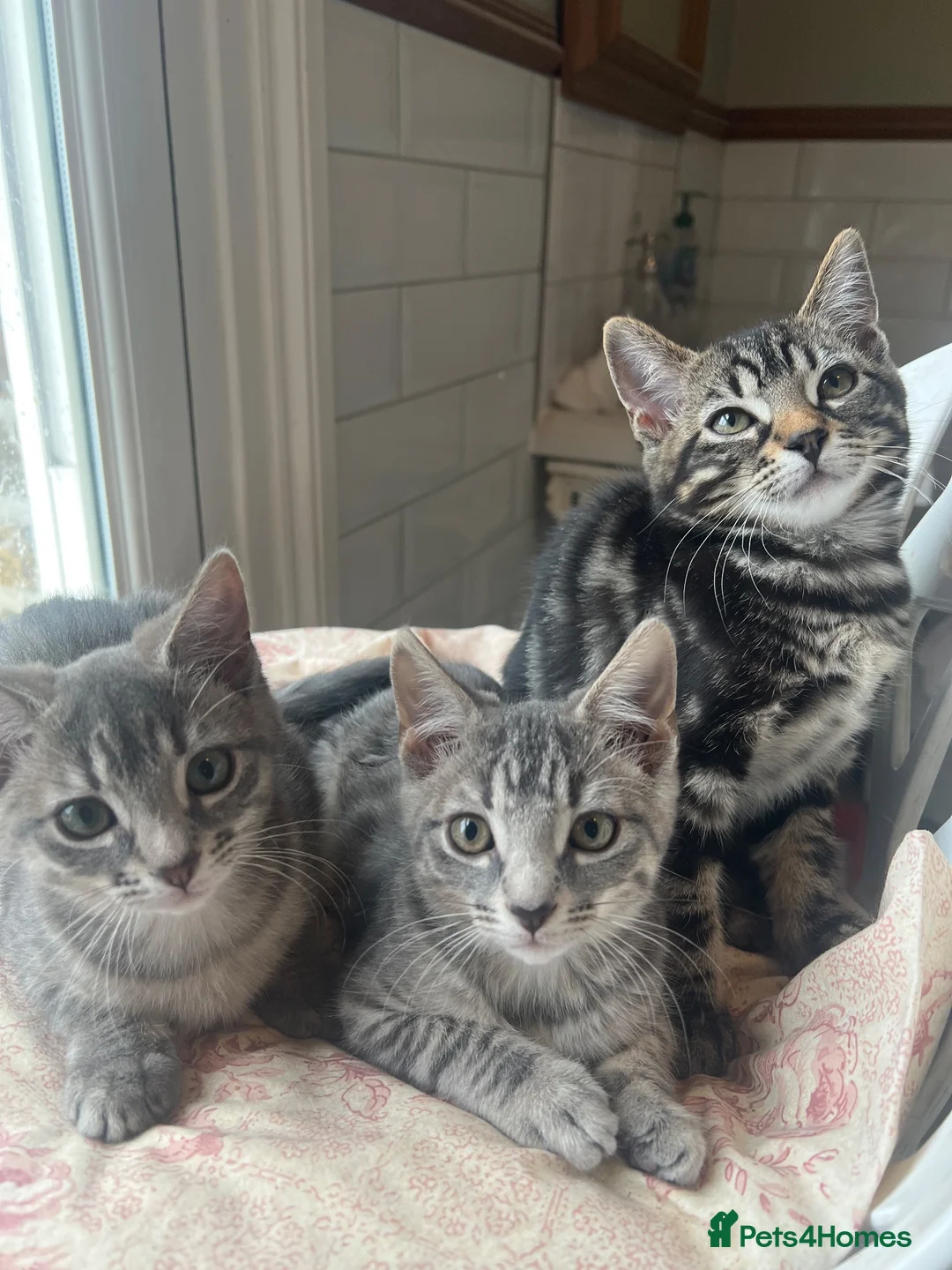 Bengal cats for sale: Tabby mixed kittens  - Advert 1