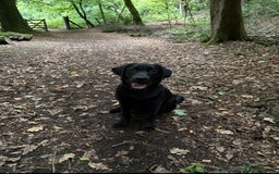 Labrador Retriever dogs for sale: Beautiful, Affectionate, Clever Boy - Image 2