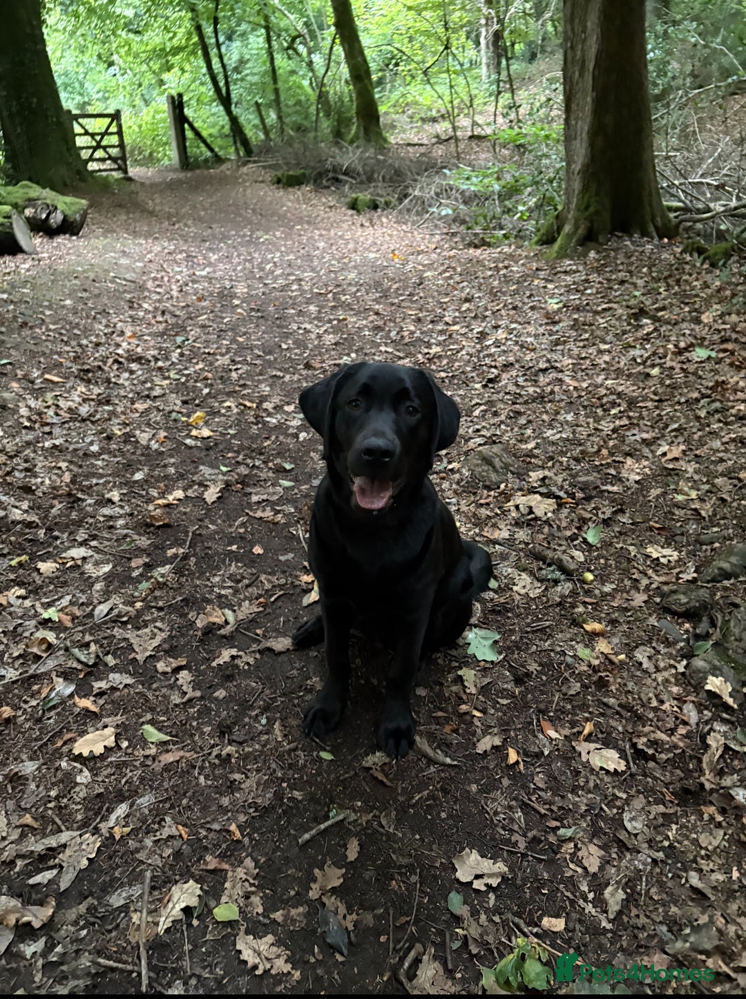 Labrador Retriever dogs for sale: Beautiful, Affectionate, Clever Boy - Image 2
