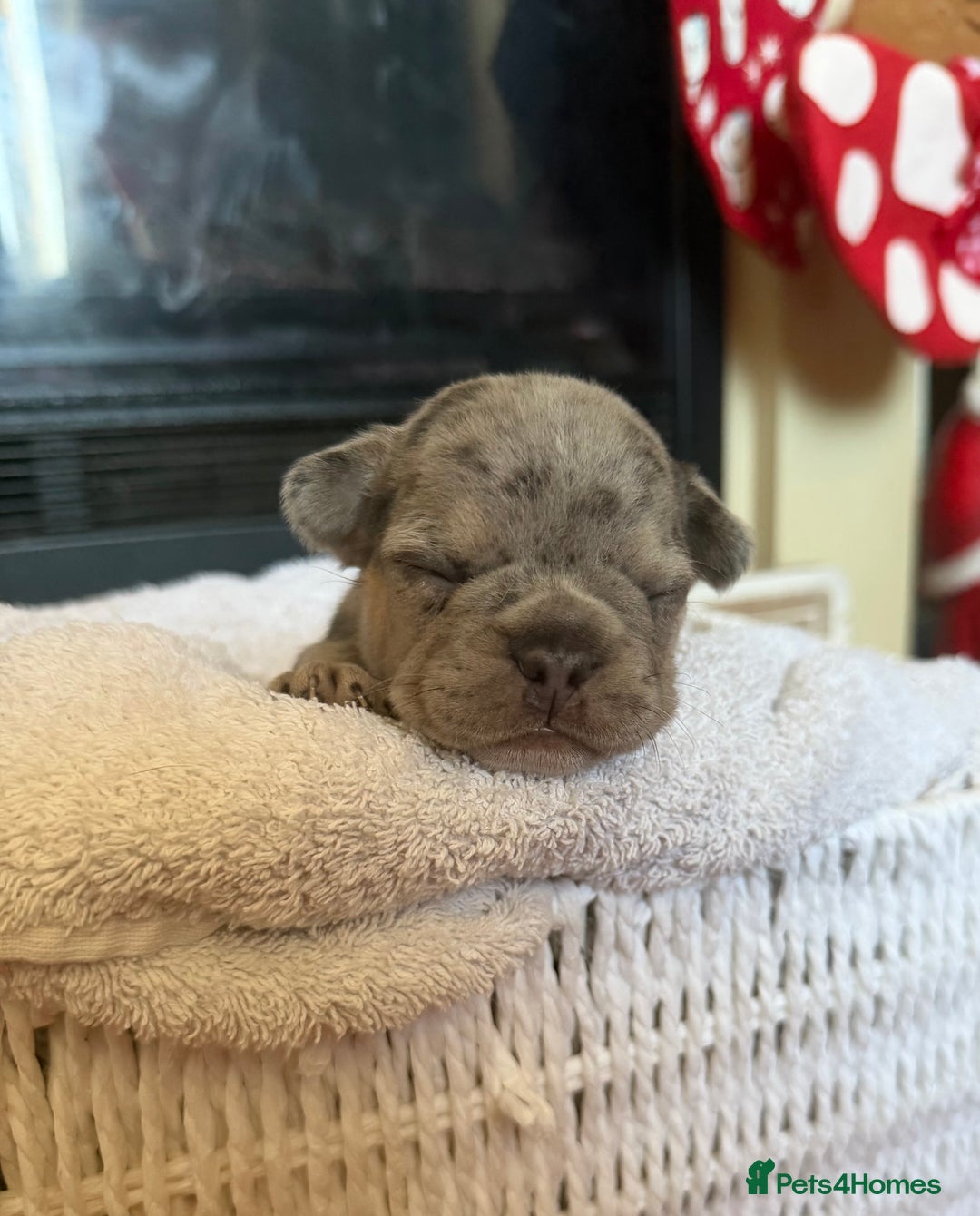 French Bulldog dogs for sale: French bulldog puppies  - Advert 3