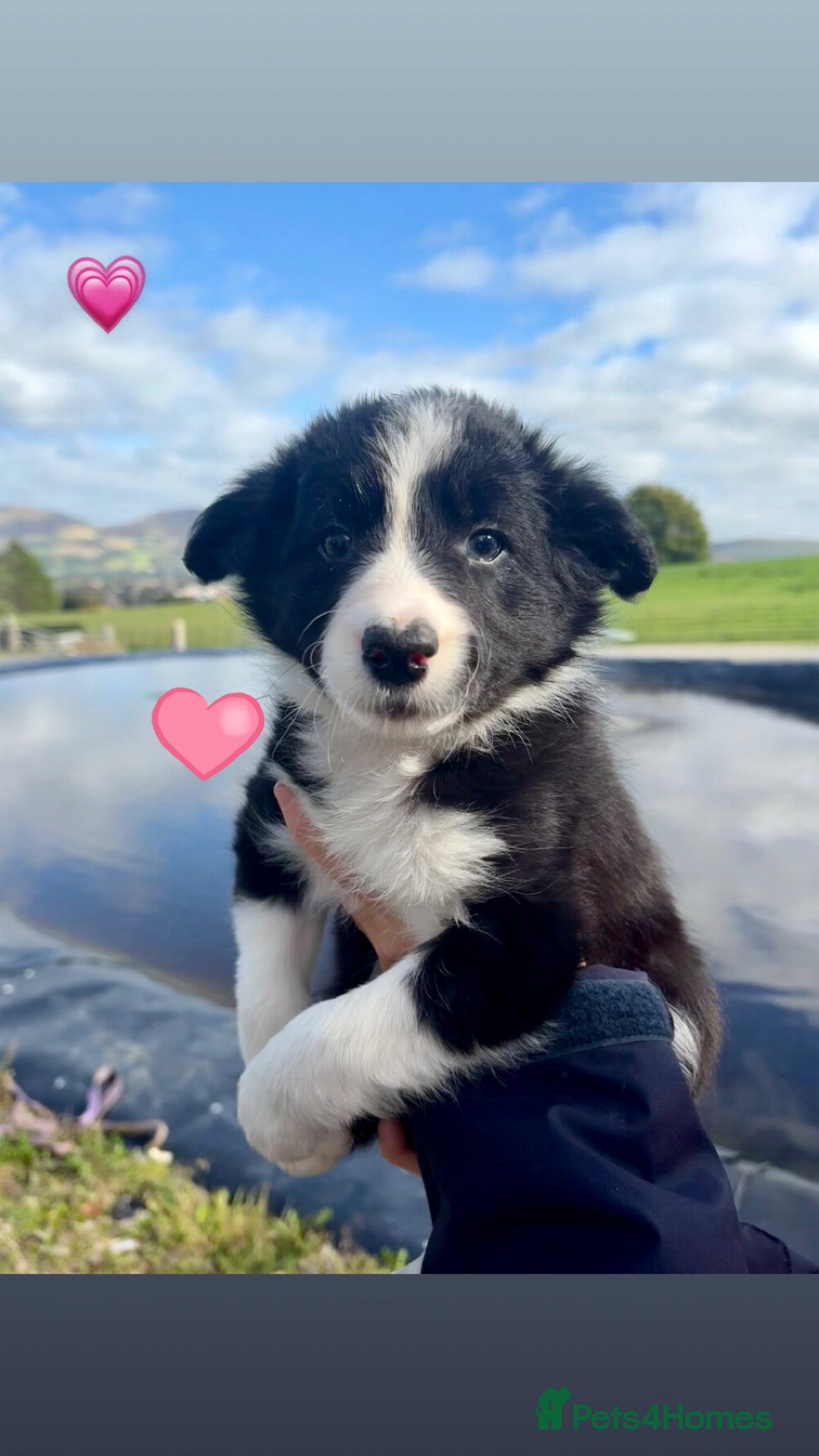 Border Collie dogs for sale: Pure bred, beautiful Border Collie puppies 🖤🤍🐾 - Image 17