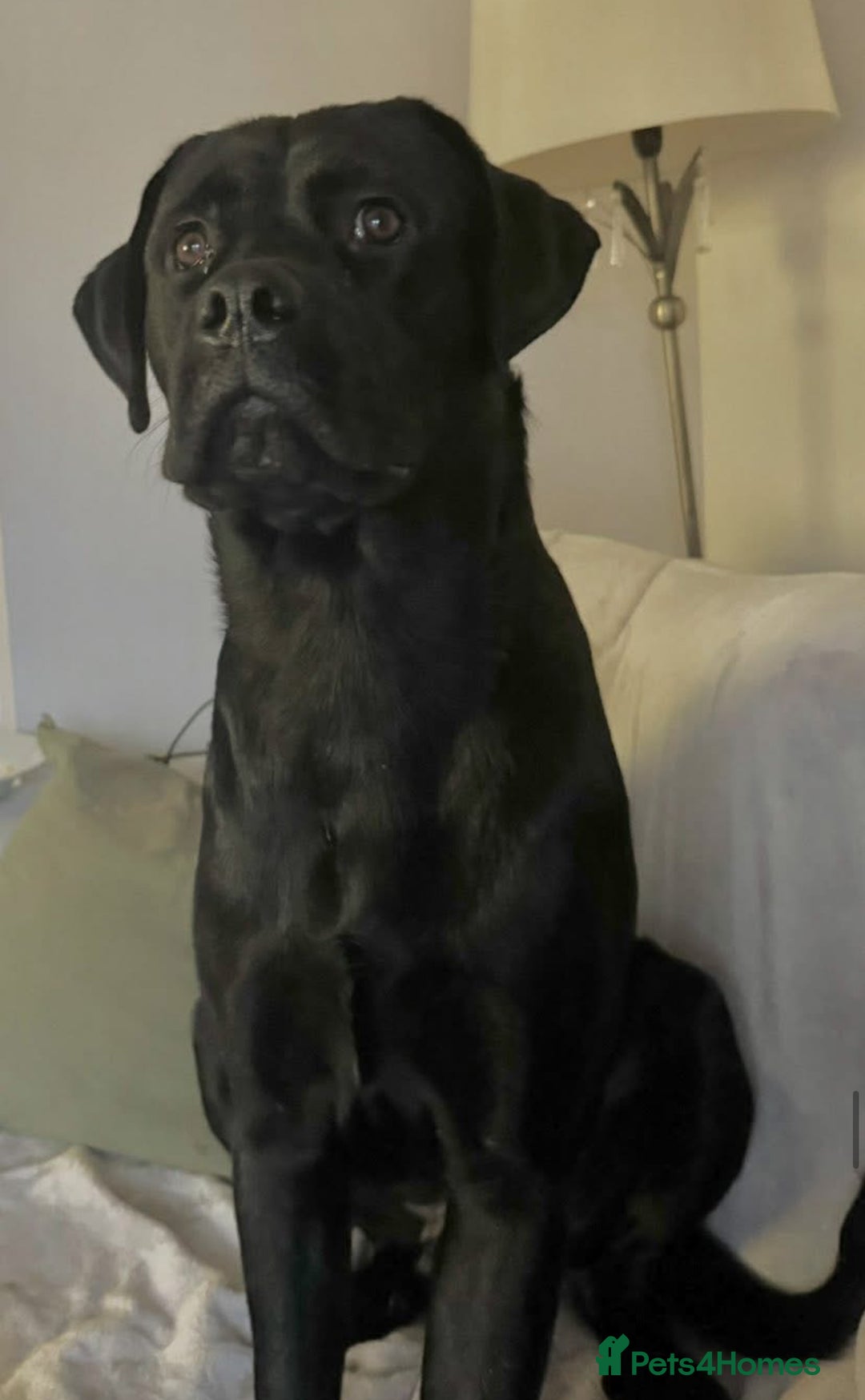 Mixed Breed dogs for stud: Rottweiler cross lab for stud  - Advert 2