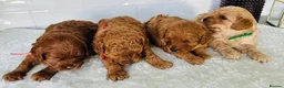 Cavalier King Charles Spaniel dogs for sale: Ready to bring home! Cavapoos perfect companion in Reading - Advert 2