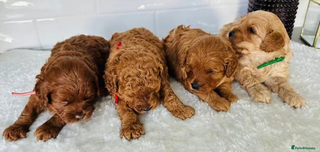 Cavalier King Charles Spaniel dogs for sale: Ready to bring home! Cavapoos perfect companion in Reading - Advert 2