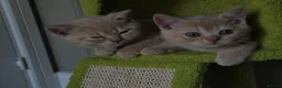 British Shorthair cats for sale: 3 cream male & 1 blue female British shorthairs.  - Advert 8
