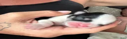 Lhasa Apso dogs for sale: Female Lhasa Apso Puppy  - Advert 15