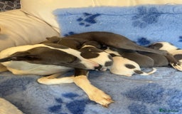 Whippet dogs for sale: KC Registered Blue Whippets - Image 13