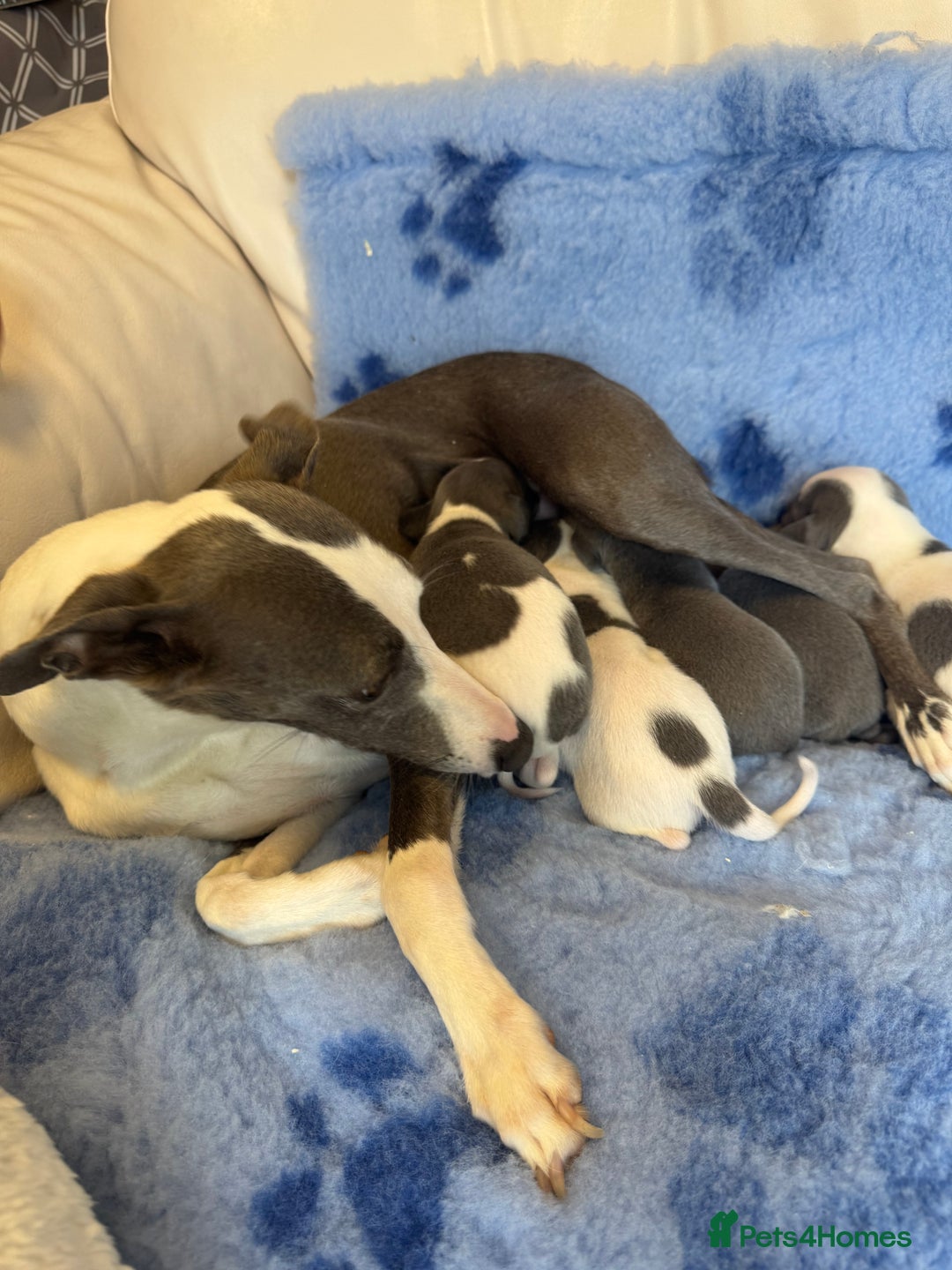 Whippet dogs for sale: KC Registered Blue Whippets - Image 13