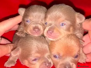 Chihuahua dogs Rare blue lilac miniature chihuahua - Advert 2