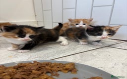 Mixed Breed cats for sale: 5 Beautiful Ragdoll/Tabby Kittens  - Image 6