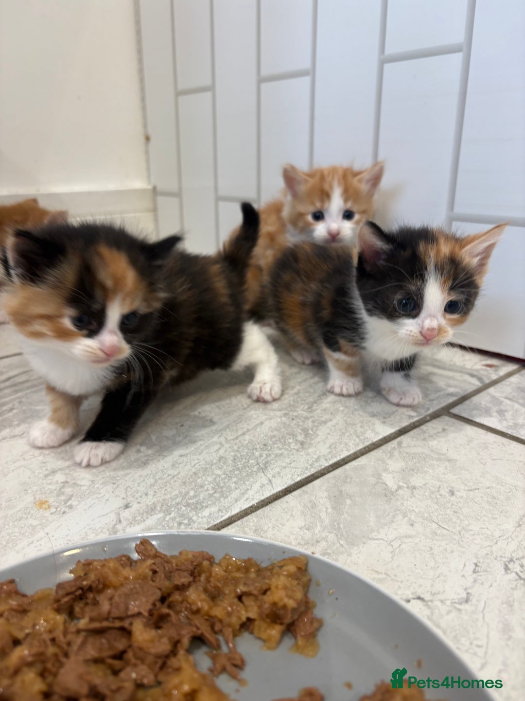 Mixed Breed cats for sale: 5 Beautiful Ragdoll/Tabby Kittens  - Image 6