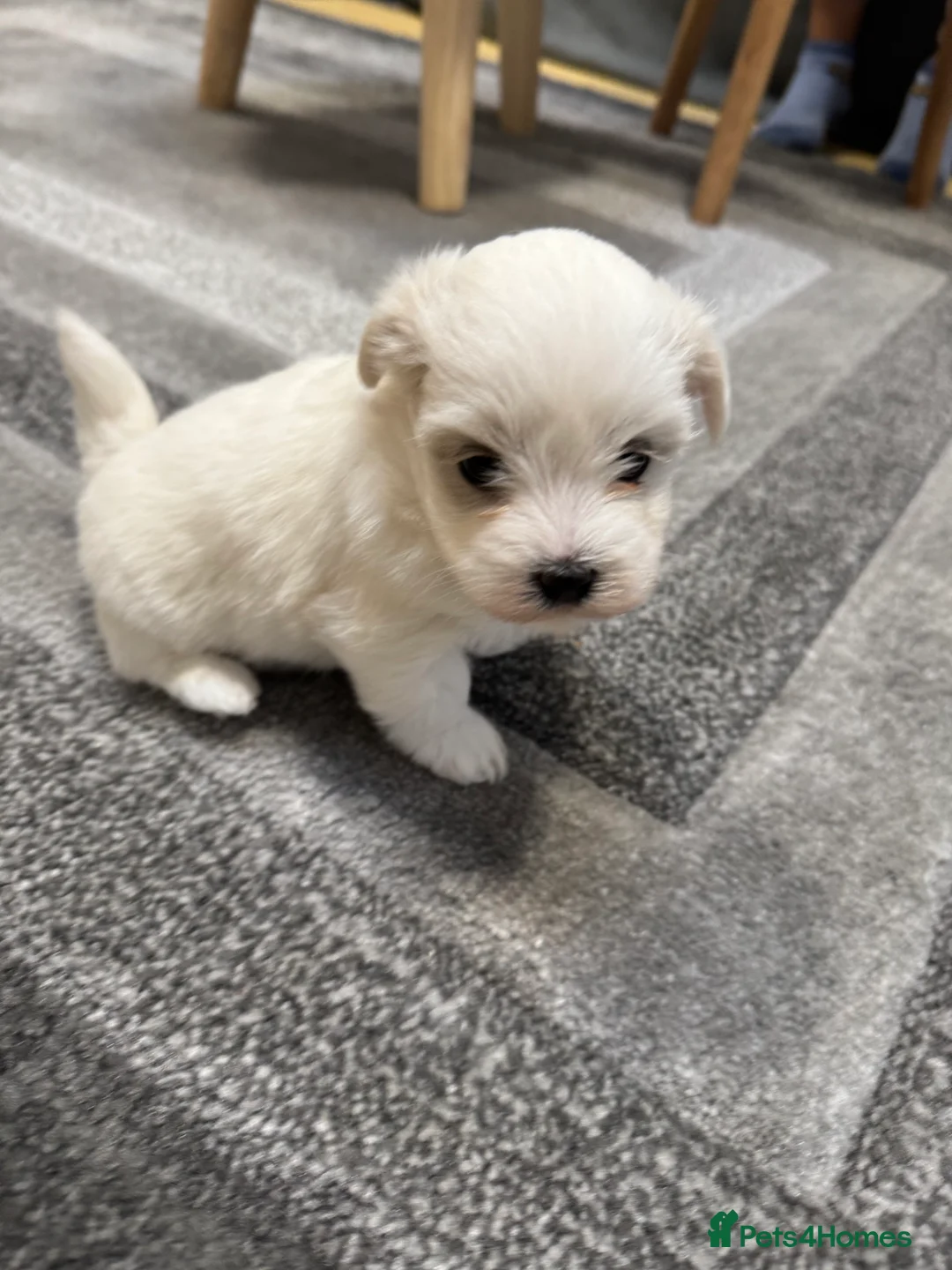 Coton De Tulear dogs for sale: Coton de tulear puppies  - Advert 19
