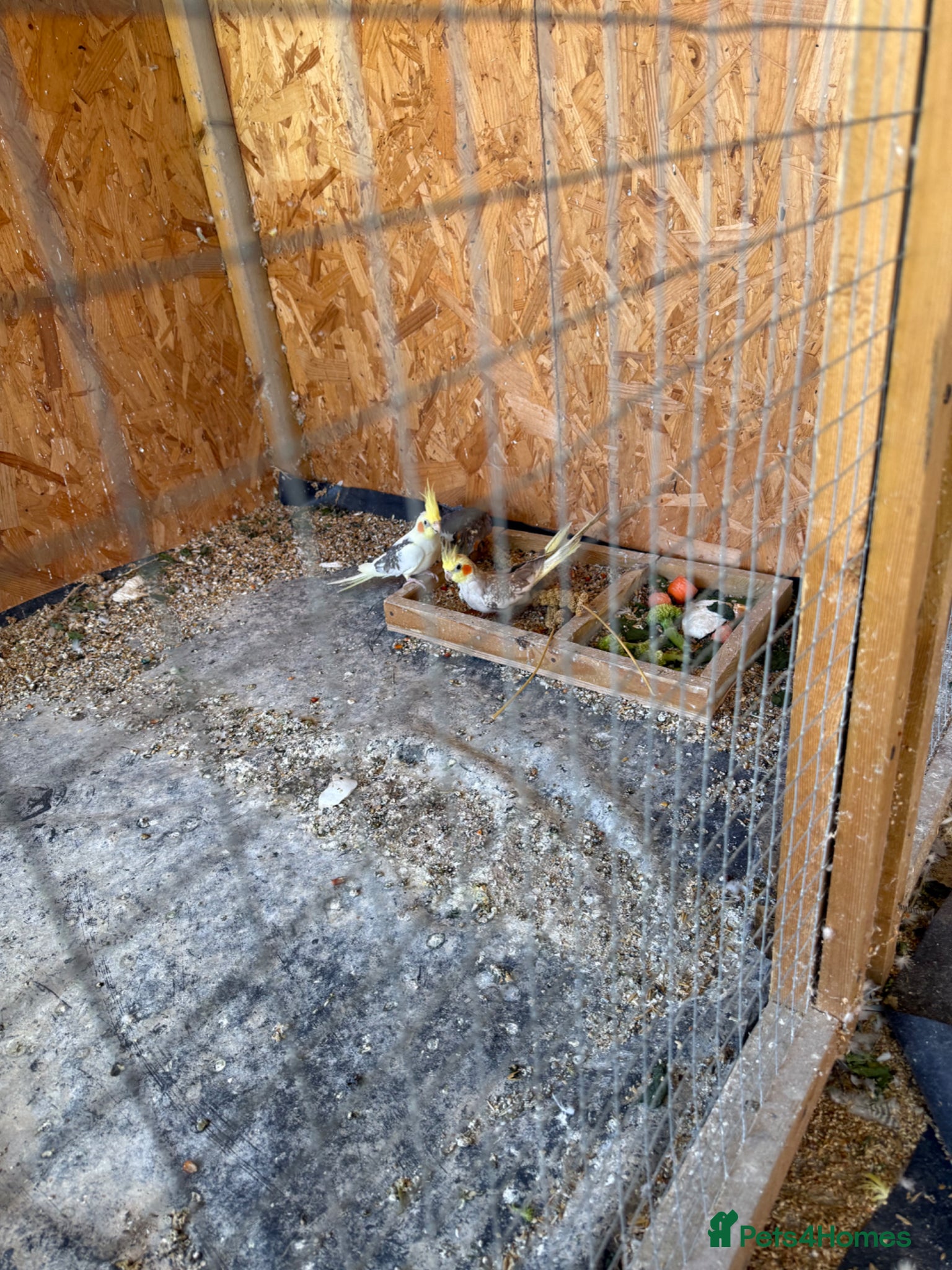 Cockatiels birds Beautiful and healthy cockatiels  - Advert 20