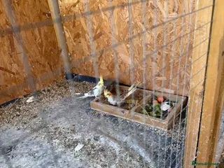 Cockatiels birds Beautiful and healthy cockatiels - Advert 21