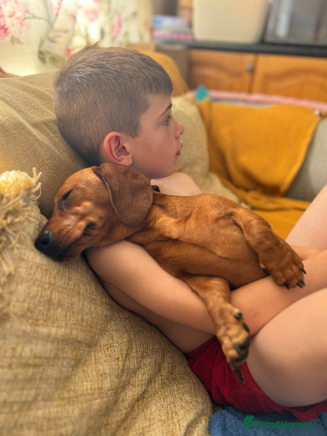 Miniature Dachshund dogs for sale: Miniature dachshund puppies - Image 16