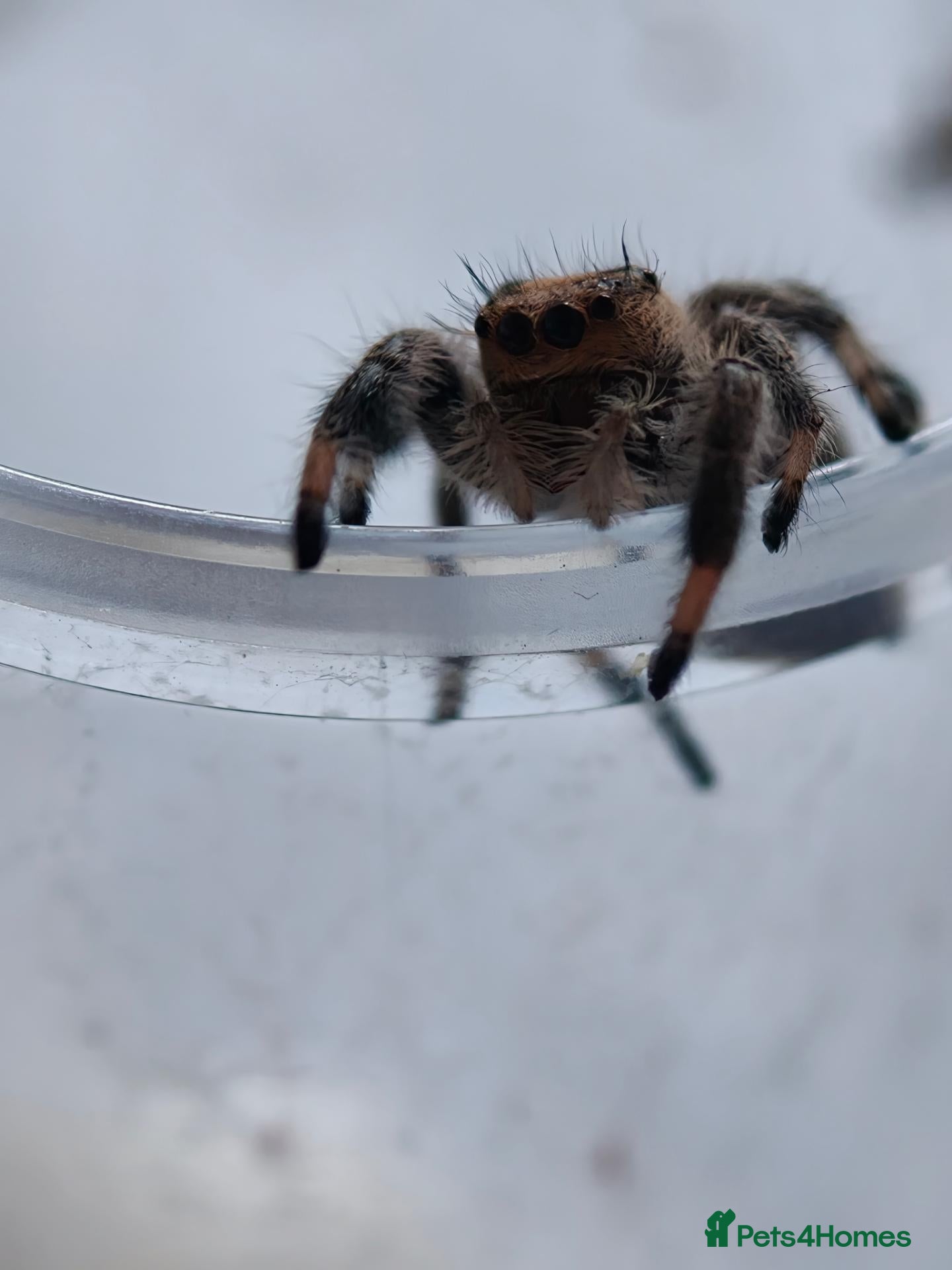 Spiders invertebrates Jumping spiders/Phidippus regius Everglades /// - Advert 13