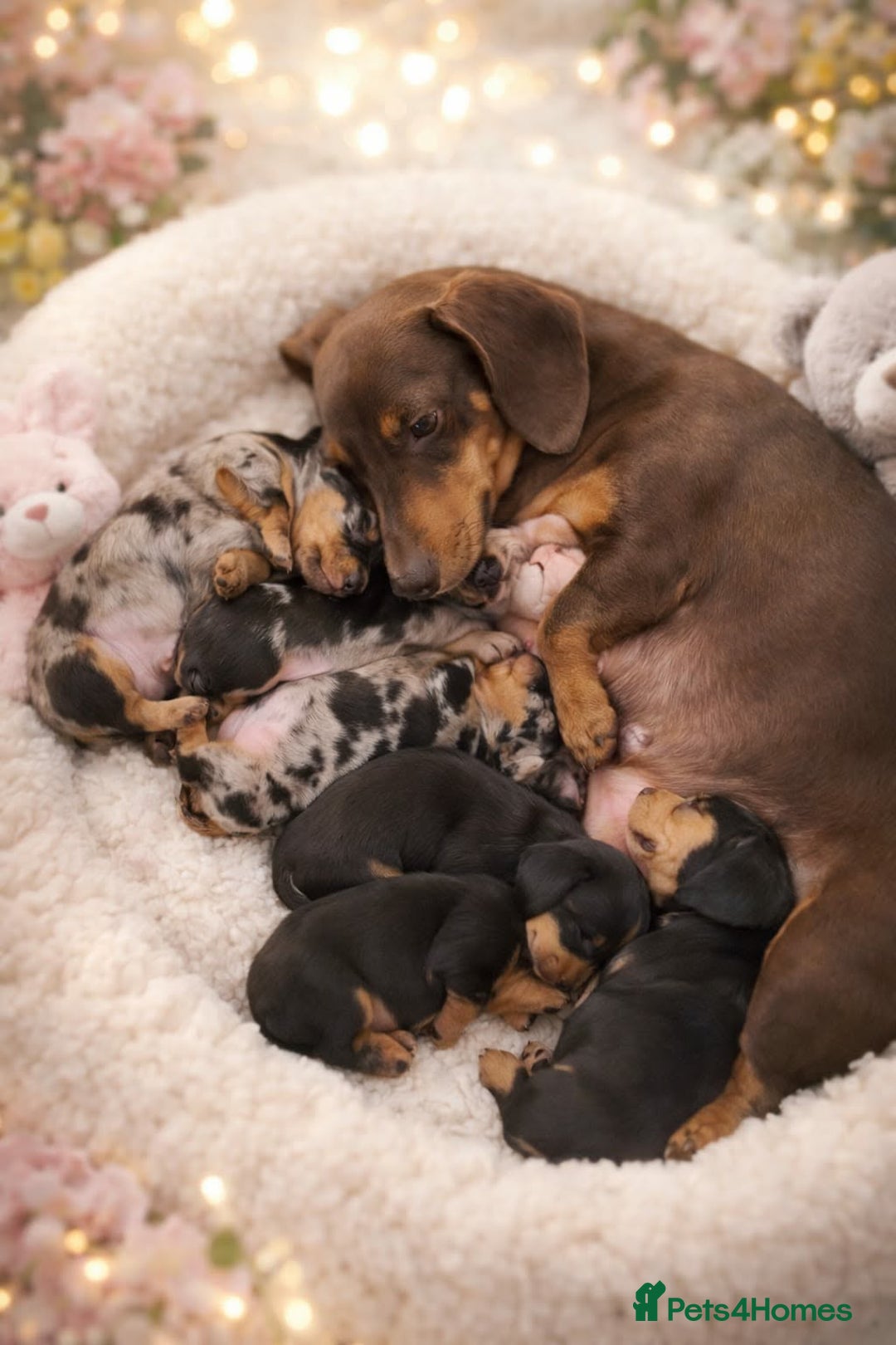 Miniature Dachshund dogs for sale: Miniature dachshund KC - Advert 5