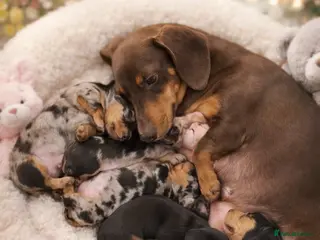 Miniature Dachshund dogs Miniature dachshund KC - Advert 5