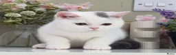British Shorthair cats for sale: Stunning British Shorthair kittens  - Advert 7
