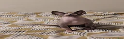 Sphynx cats for sale: *PEDIGREE SPHYNX* TICA REGISTERED *DNA HCM4 CLEAR* - Advert 8