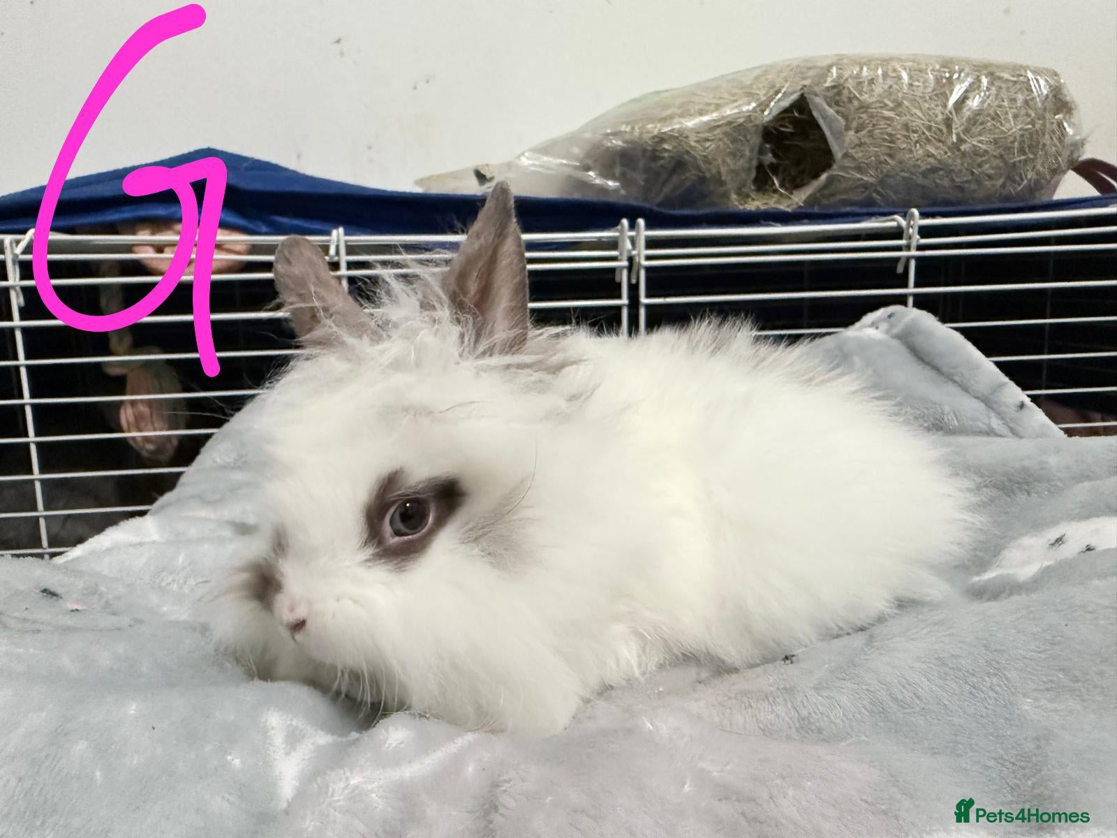 Lionhead rabbits 🐰 Adorable Rabbits Looking for Loving Homes 🐰 - Advert 2