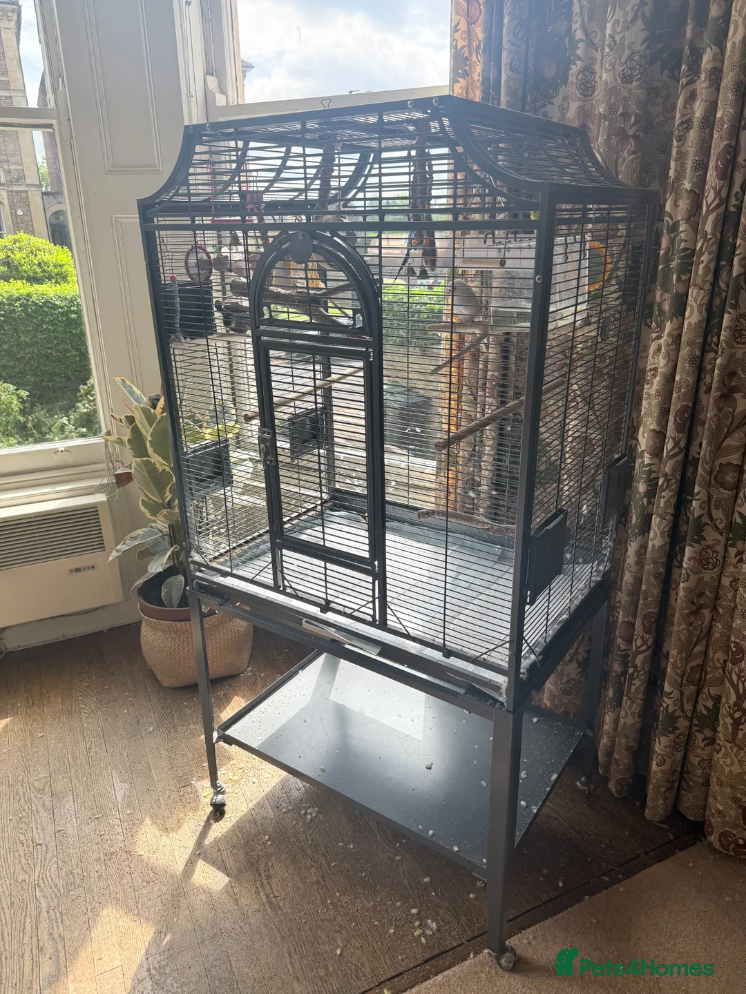 Budgerigars birds for sale: Large cage & 3 Budgies   in Bristol - Advert 1