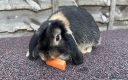 Mini Lop rabbits for sale: Miniature Lop - Image 2