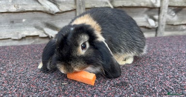 Mini Lop rabbits - Advert 12
