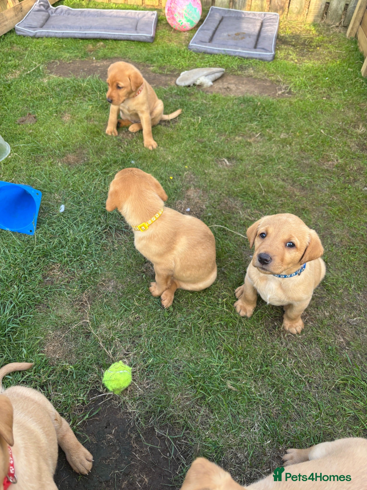 Labrador Retriever dogs KC registered Fox Red Labrador Puppies - Advert 2