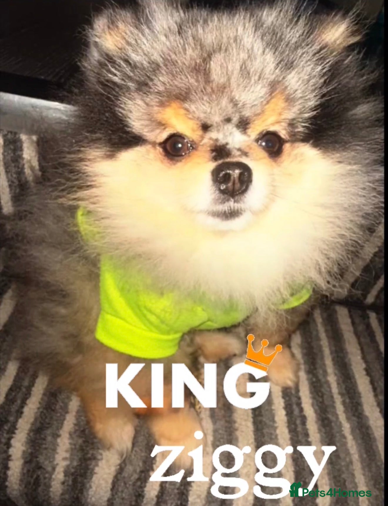 Pomeranian dogs 💙✨BLUE & HAZEL EYES 👀 EXPERIENCED POM STUDS🏆 - Advert 6